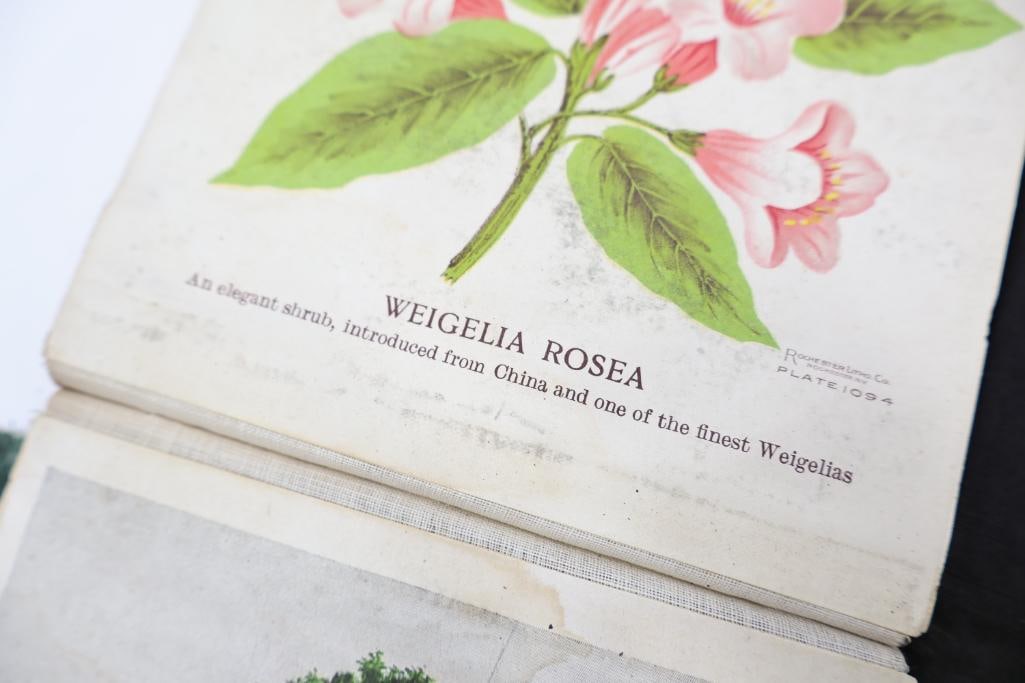Antique Nursery & Tree Lithograph Sample Album - 6
