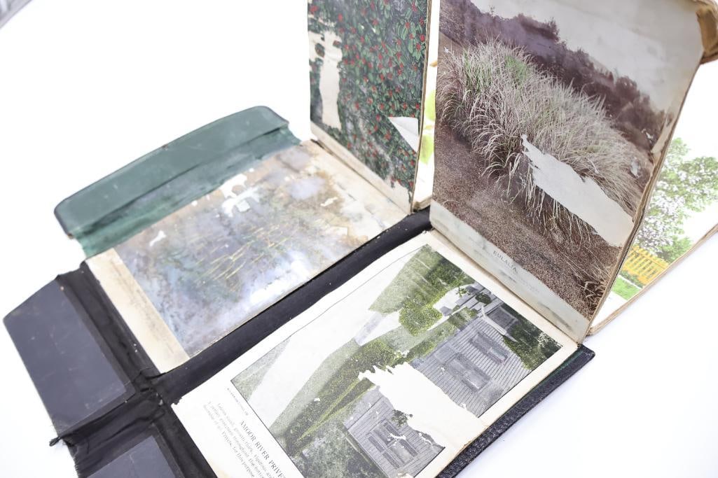 Antique Nursery & Tree Lithograph Sample Album - 9