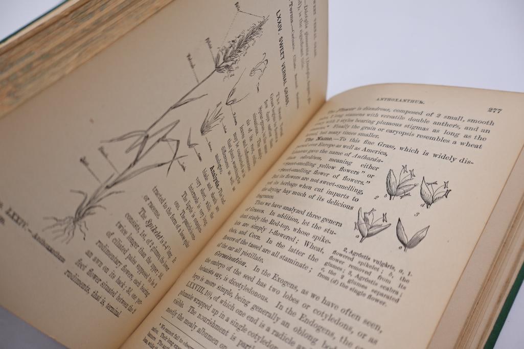 Collection of Antique Botanical & Natural Science Hardcover Books - 9