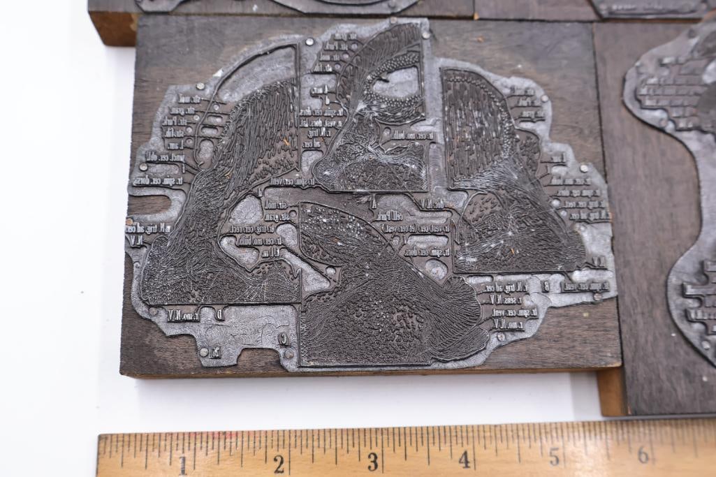 Collection of Antique Anatomical Printing Plates & Medical Illustration Blocks - 4