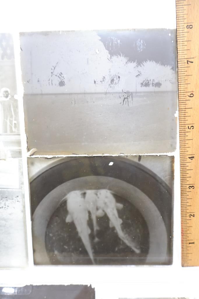 Antique Glass Plate Negatives & Early Photographic Negatives Collection - 6