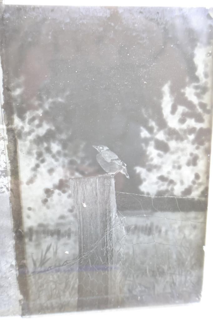 Antique Blue Label Dry Plate Glass Negatives & Cemetery Scene Collection - 5