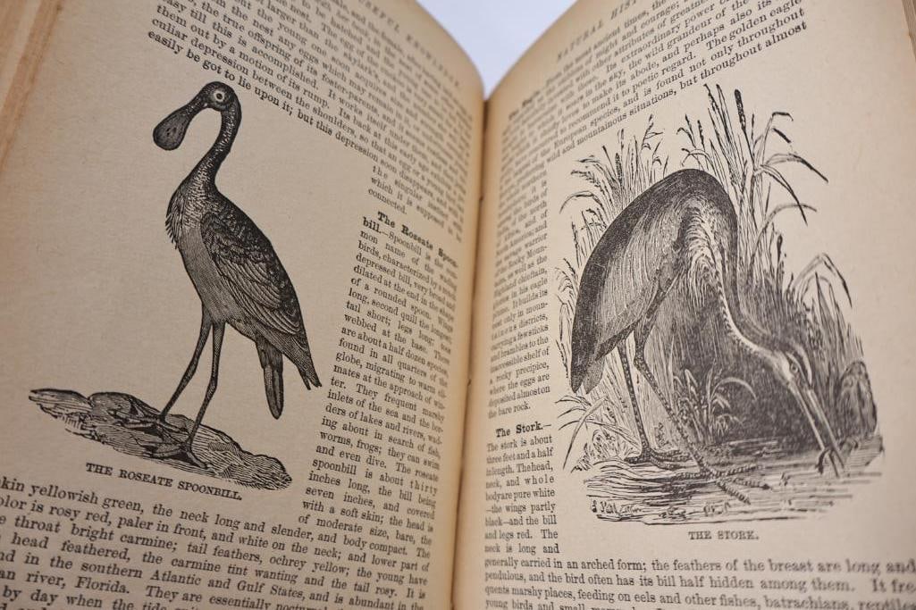 Antique Reference & Encyclopedia Hardcover Books - 13