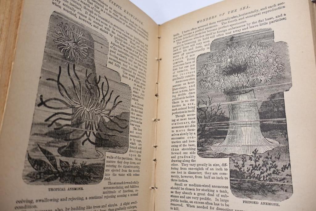 Antique Reference & Encyclopedia Hardcover Books - 19