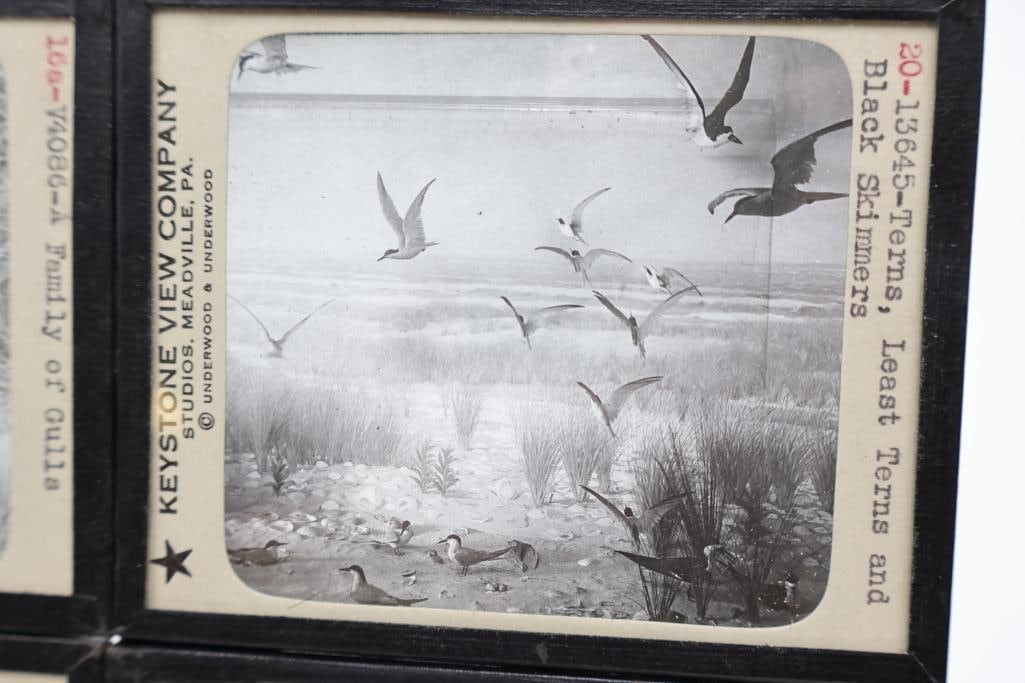 Vintage Keystone View Company Stereoview Slide Collection in Original Storage Box - 10