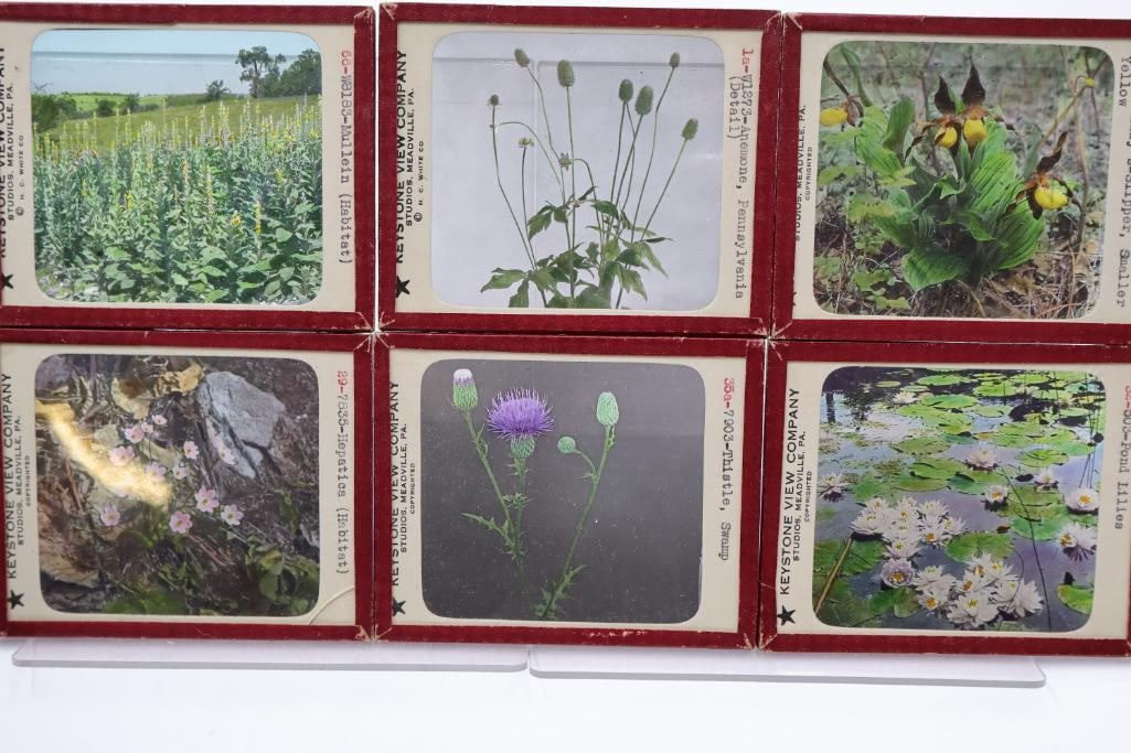 Vintage Keystone View Company Stereoview Slide Collection in Original Storage Box - 7