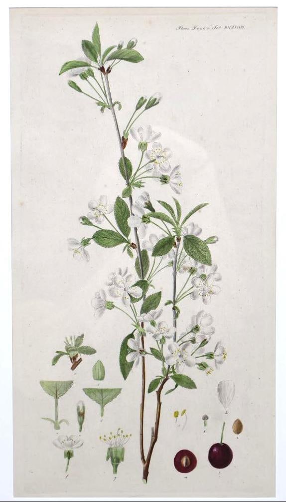 Antique Florea Daneca Hand Colored Copper Plate Engraving of Sour Cherries - 2