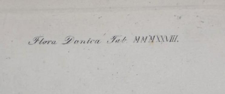 Antique Florea Daneca Hand Colored Copper Plate Engraving of Sour Cherries - 3