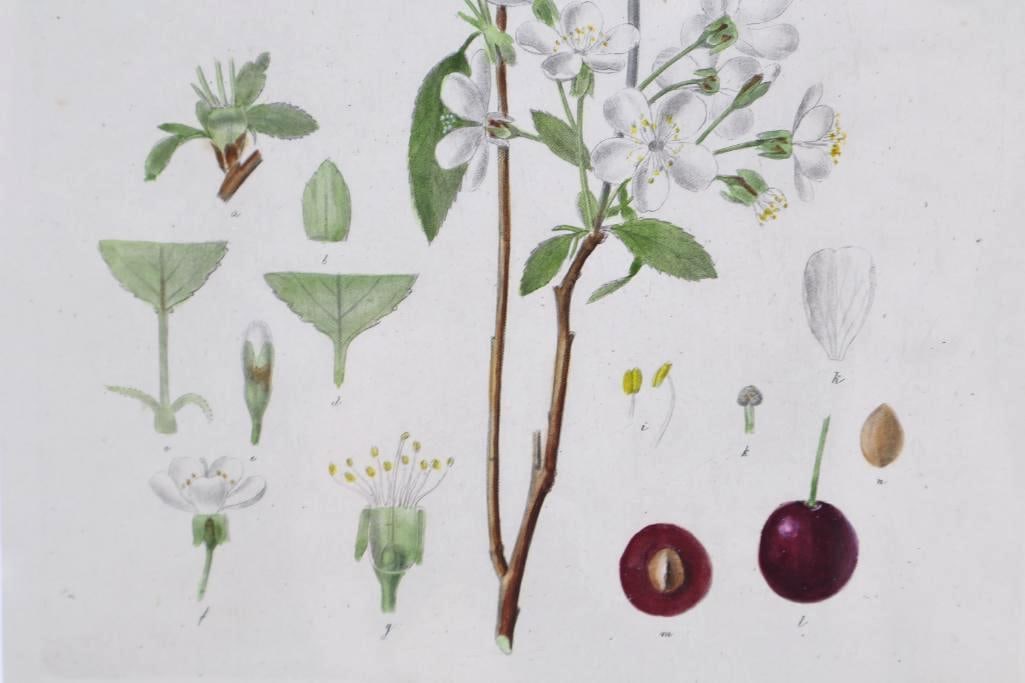 Antique Florea Daneca Hand Colored Copper Plate Engraving of Sour Cherries - 4