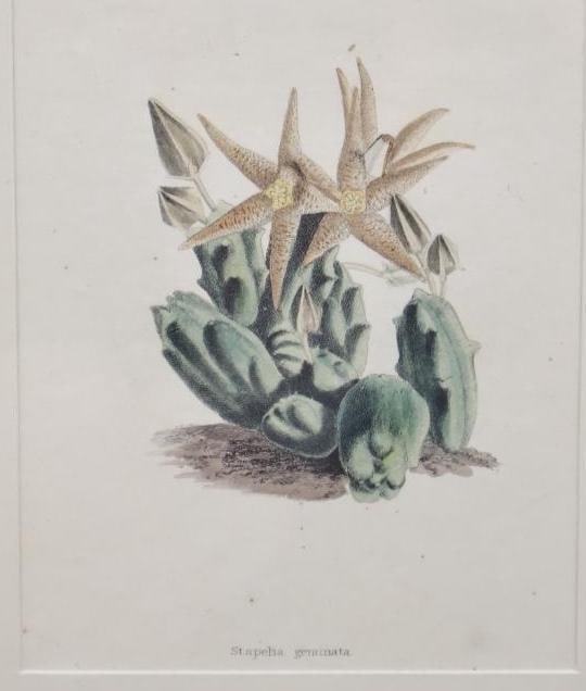 Four Vintage Botanical Plant Prints - 2