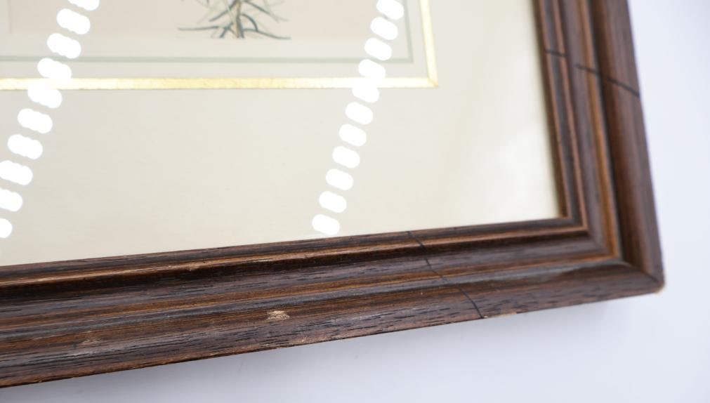 Four Vintage Botanical Plant Prints - 7
