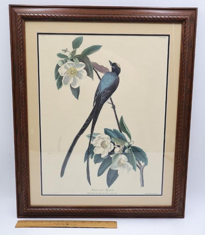 J.J. Audubon Print of Fork-Tailed Flycatcher - 2