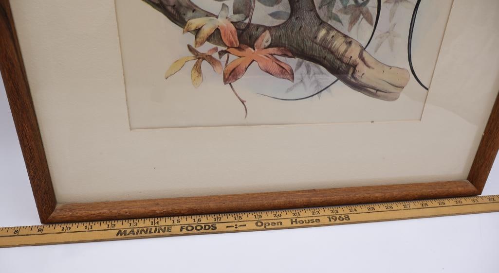 Vintage Birds of Paradise Framed Print - 2