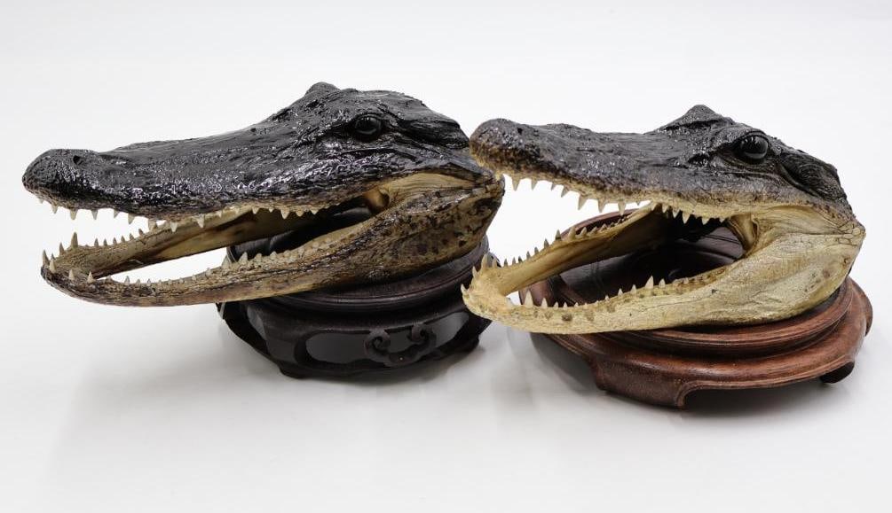 Pair Taxidermy Alligator Heads and Wood Stands: Wood stands about 7" across and the other 6"