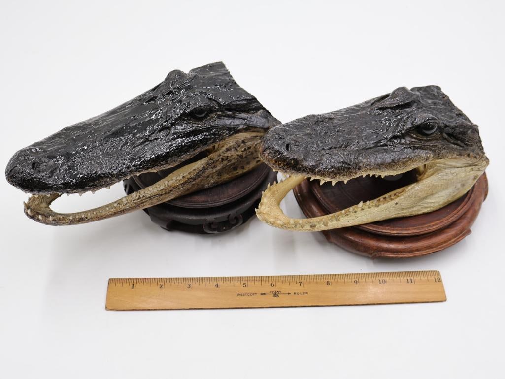 Pair Taxidermy Alligator Heads and Wood Stands - 2