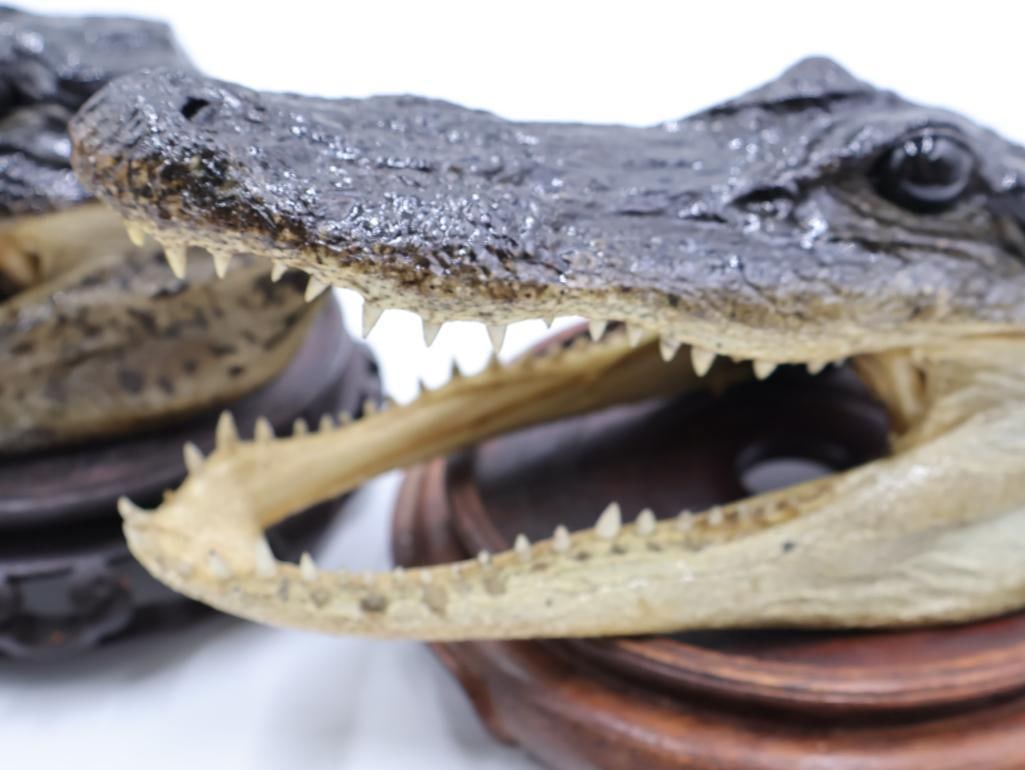 Pair Taxidermy Alligator Heads and Wood Stands - 3