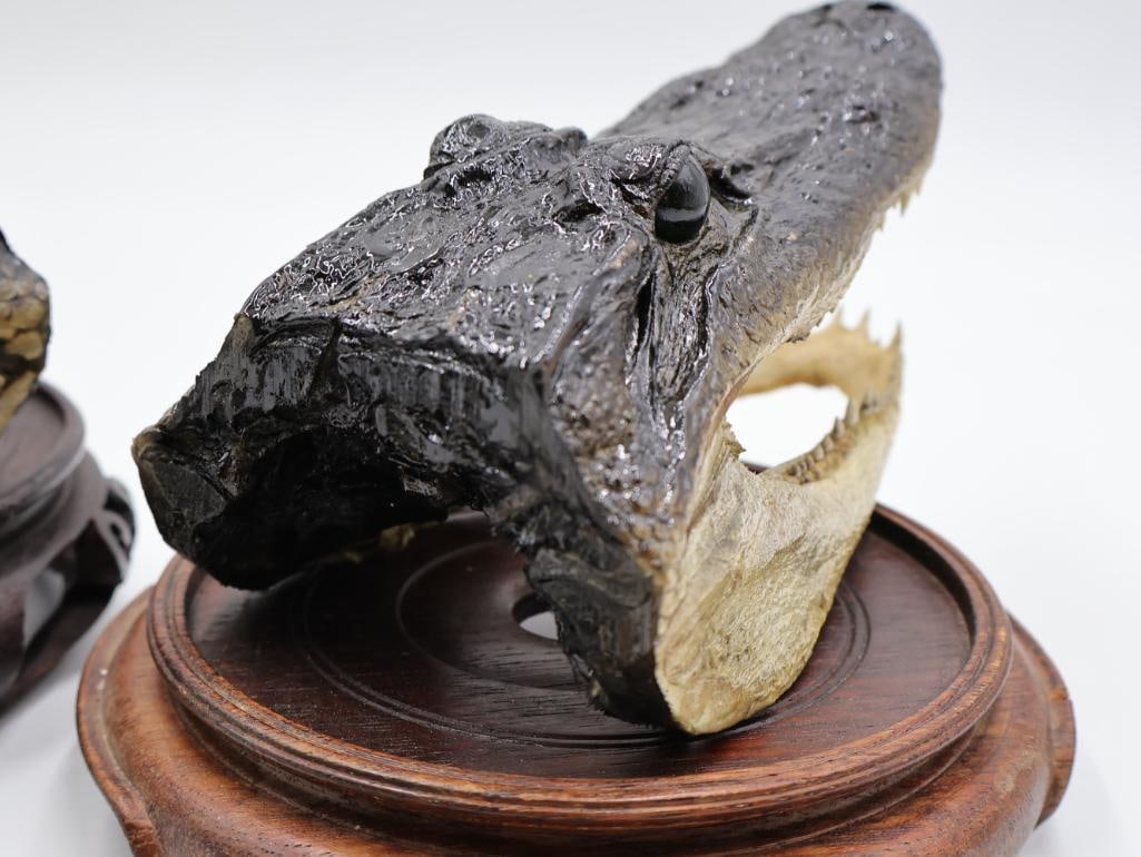 Pair Taxidermy Alligator Heads and Wood Stands - 4