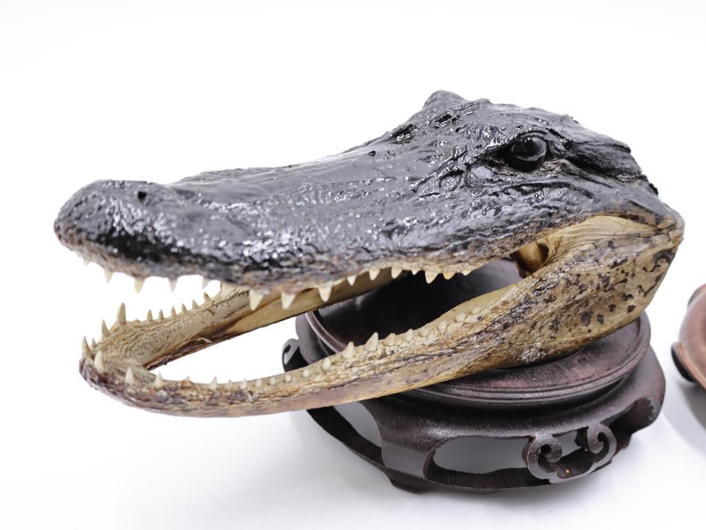 Pair Taxidermy Alligator Heads and Wood Stands - 6
