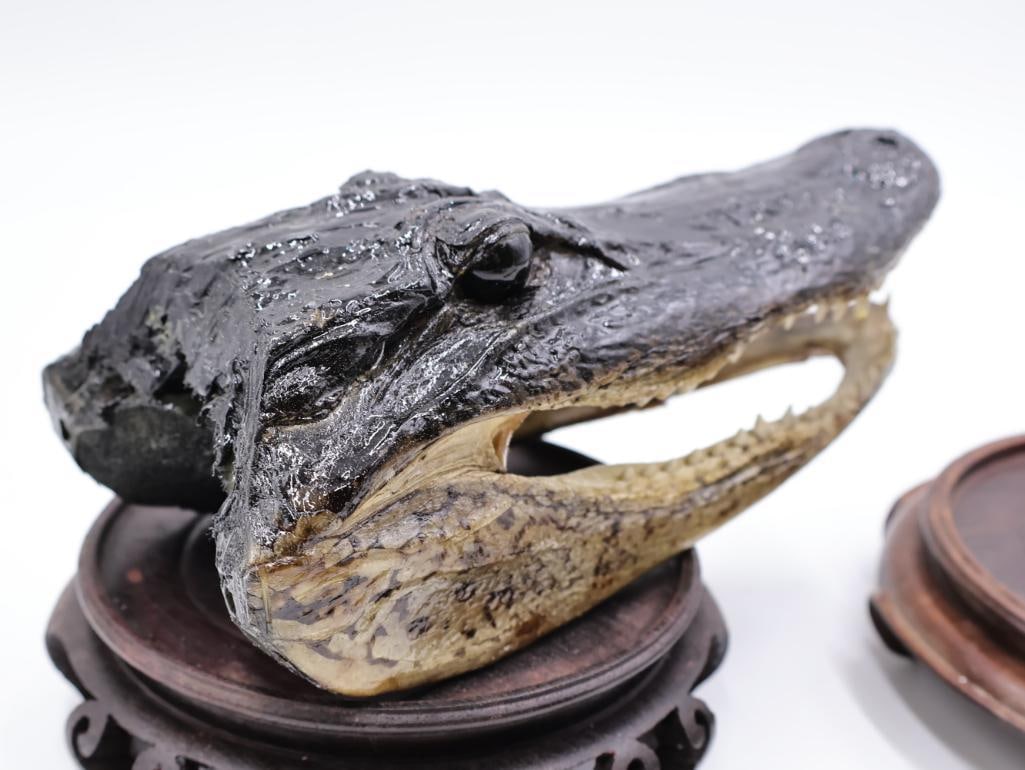 Pair Taxidermy Alligator Heads and Wood Stands - 7