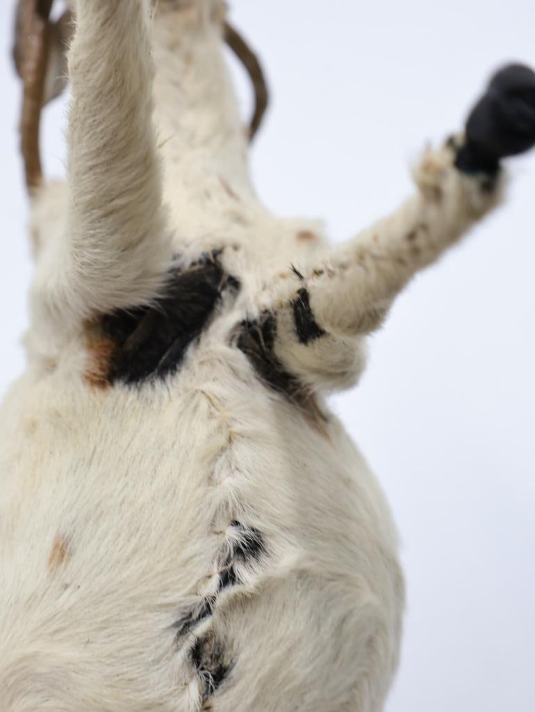 Vintage Amusement Park Taxidermy Deer - 11