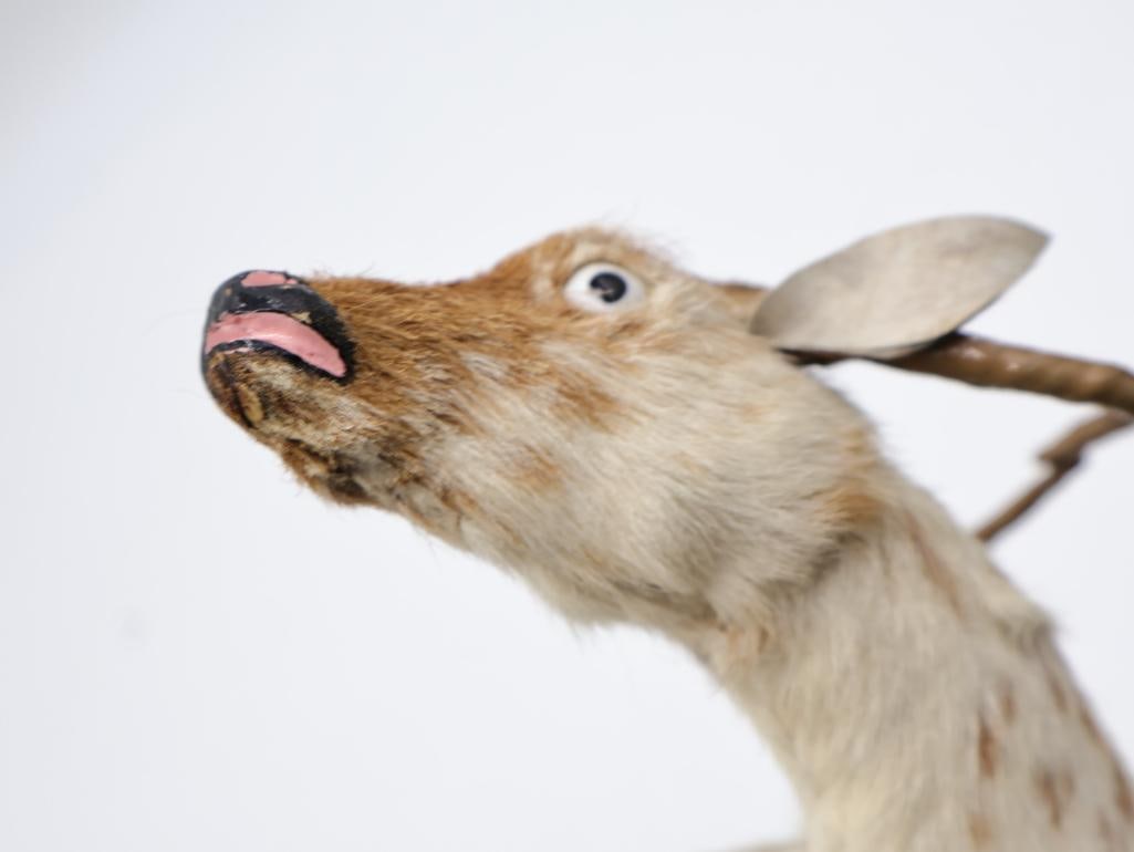 Vintage Amusement Park Taxidermy Deer - 12