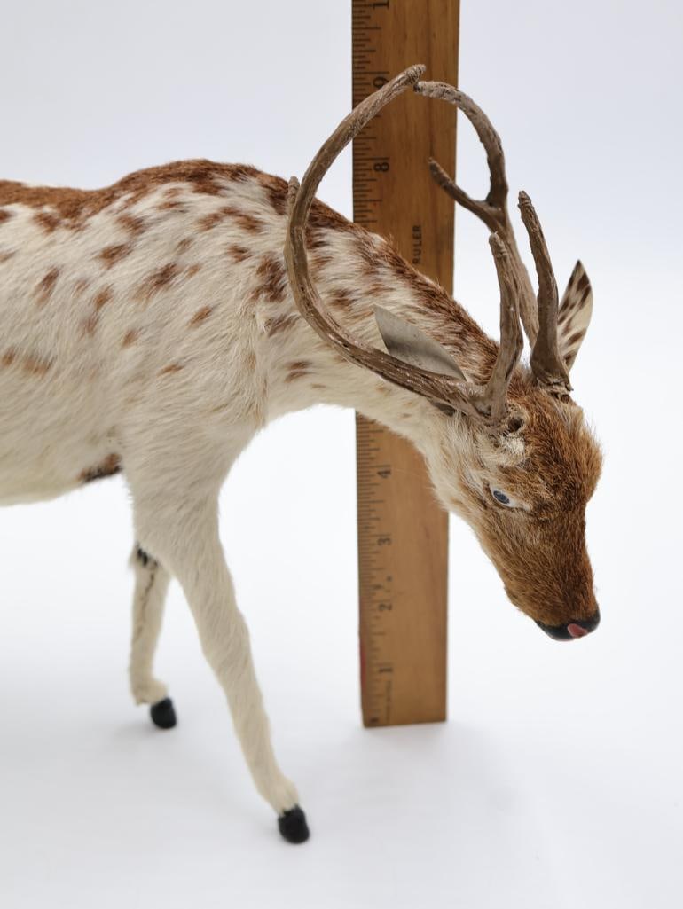 Vintage Amusement Park Taxidermy Deer - 8