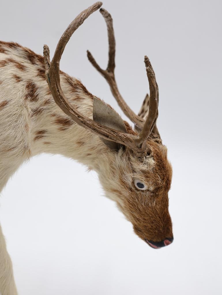 Vintage Amusement Park Taxidermy Deer - 9