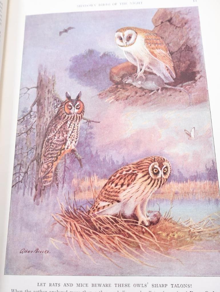 Three Vintage National Geographic Books of Birds and Fishes - 13