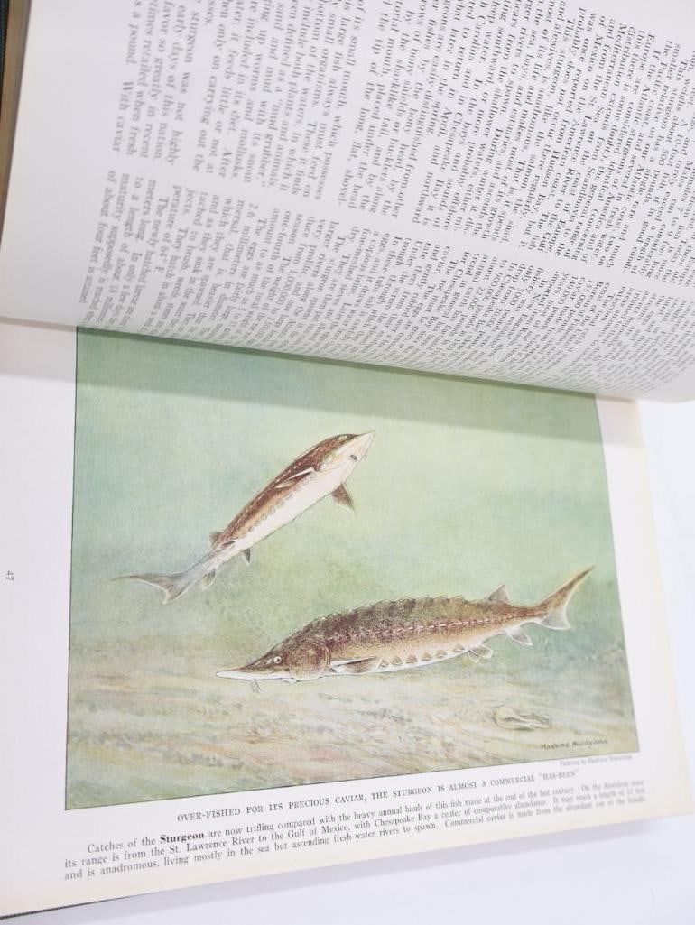 Three Vintage National Geographic Books of Birds and Fishes - 18