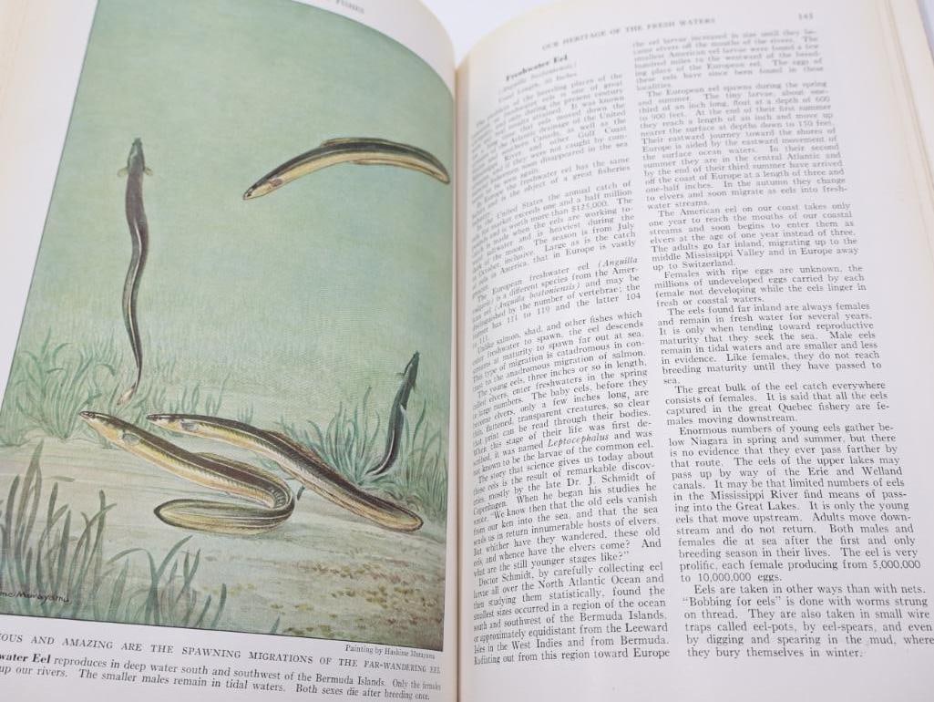 Three Vintage National Geographic Books of Birds and Fishes - 20