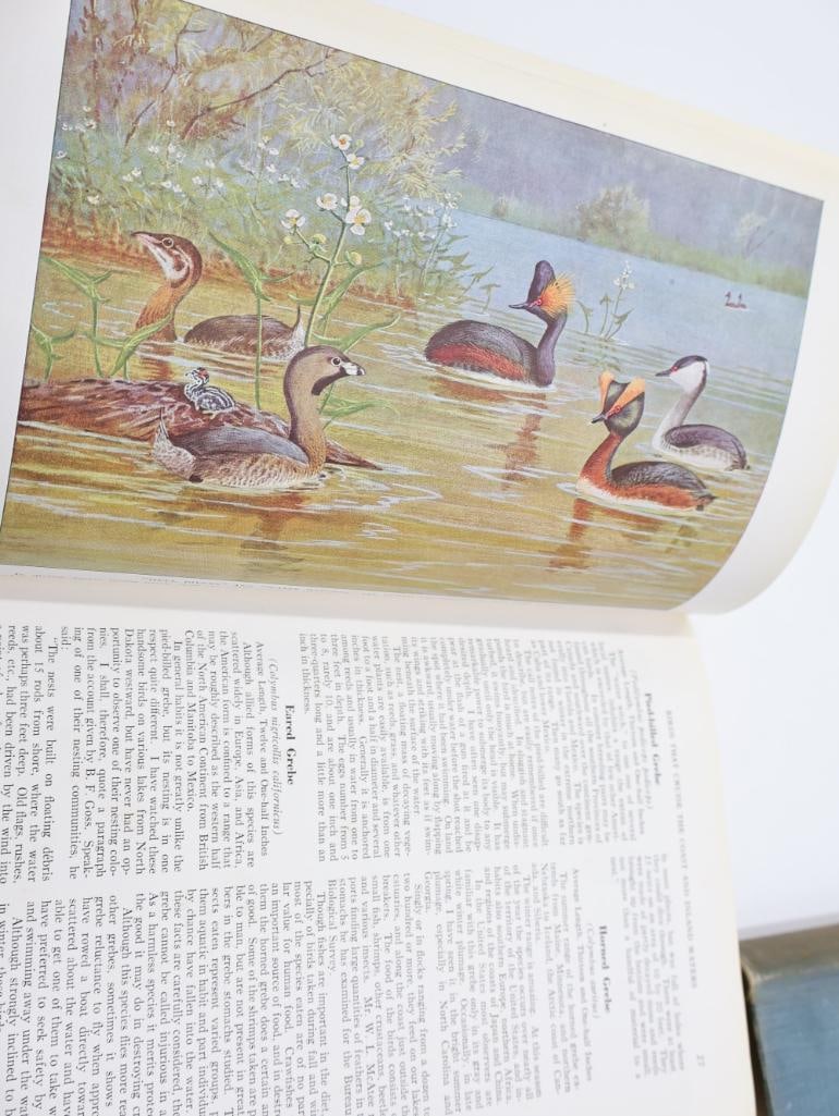 Three Vintage National Geographic Books of Birds and Fishes - 7