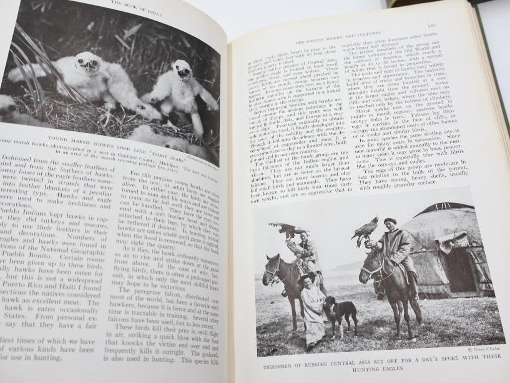 Three Vintage National Geographic Books of Birds and Fishes - 8