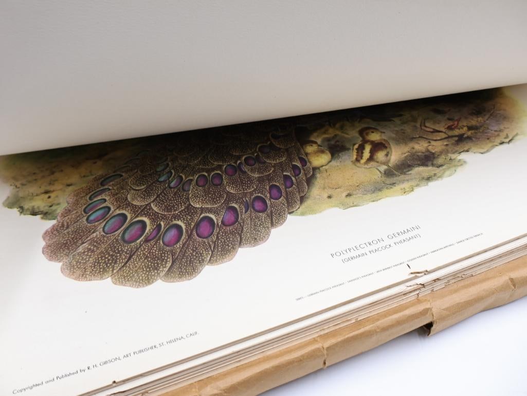 Large Stack of Vintage Lithogravure Prints of Germain's Peacock-Pheasant - 10