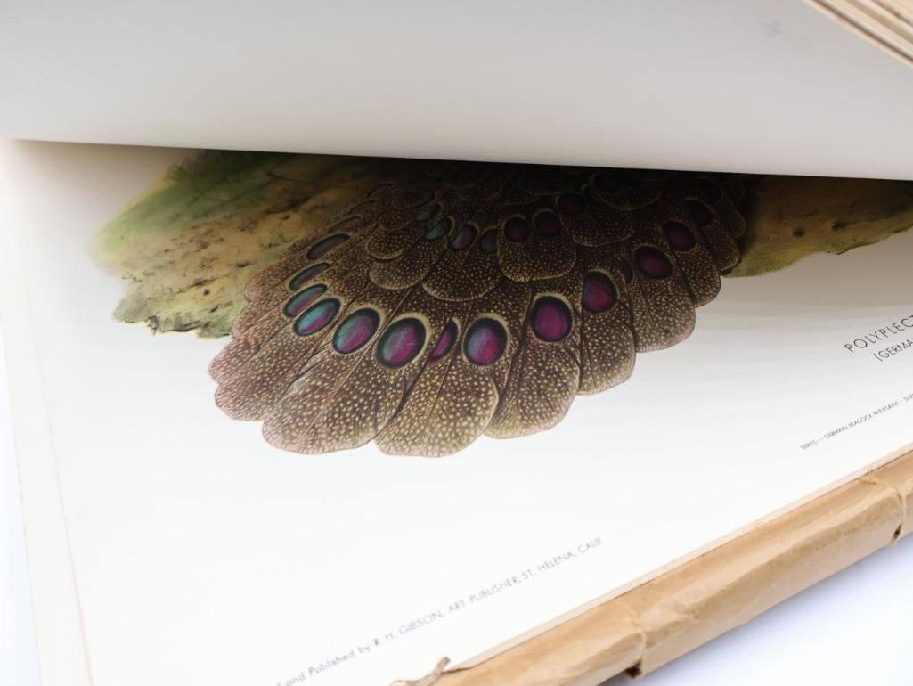 Large Stack of Vintage Lithogravure Prints of Germain's Peacock-Pheasant - 11
