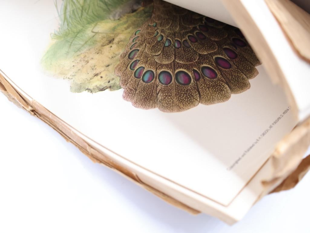 Large Stack of Vintage Lithogravure Prints of Germain's Peacock-Pheasant - 12