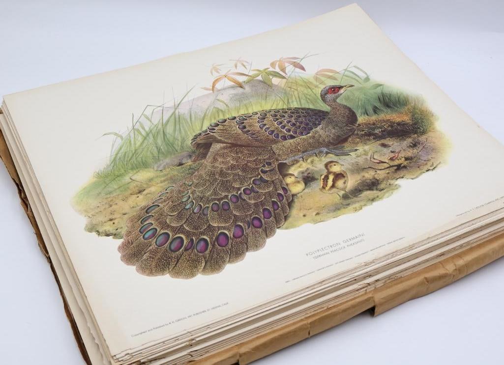 Large Stack of Vintage Lithogravure Prints of Germain's Peacock-Pheasant: The artwork, titled "Polyplectron Germaini" originally in 1870's A Monograph of the Phasianidae. Lithogravure by H.S. Crocker Company and these specific prints were published by R.H. Gibson, an art