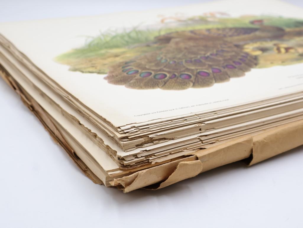 Large Stack of Vintage Lithogravure Prints of Germain's Peacock-Pheasant - 2