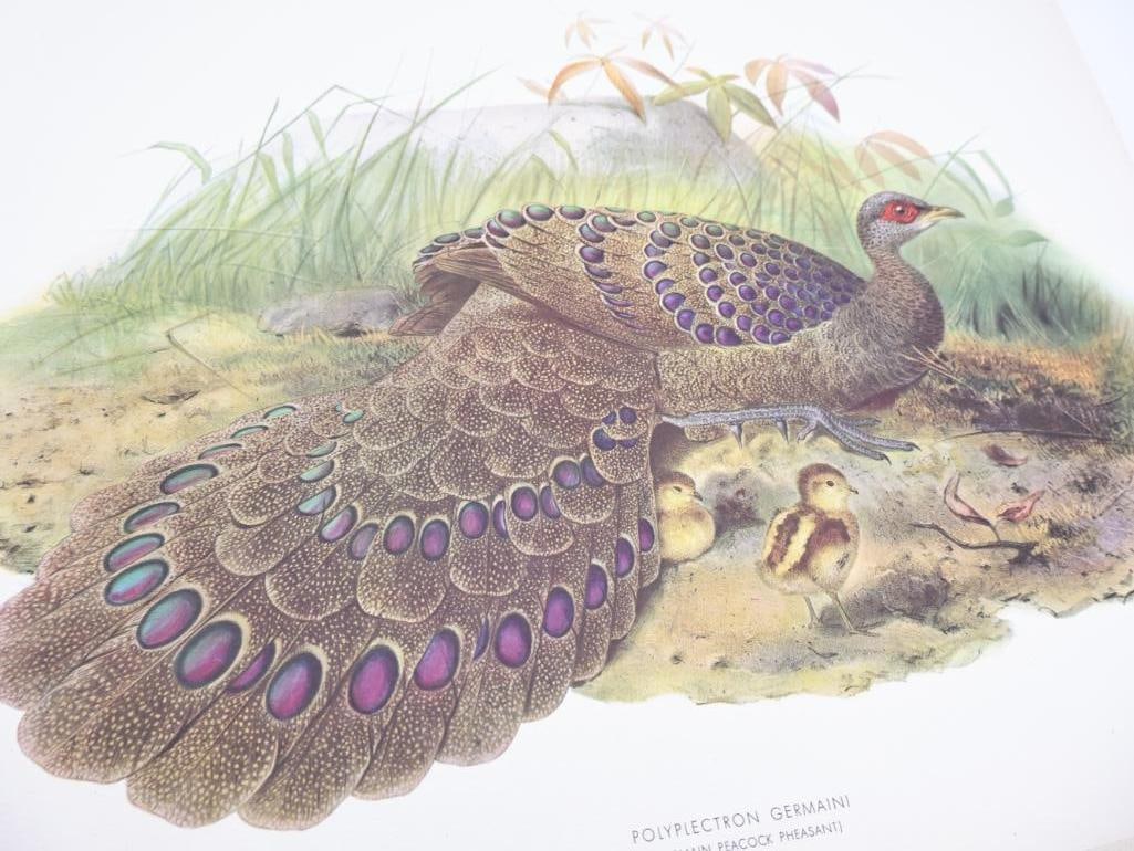 Large Stack of Vintage Lithogravure Prints of Germain's Peacock-Pheasant - 3