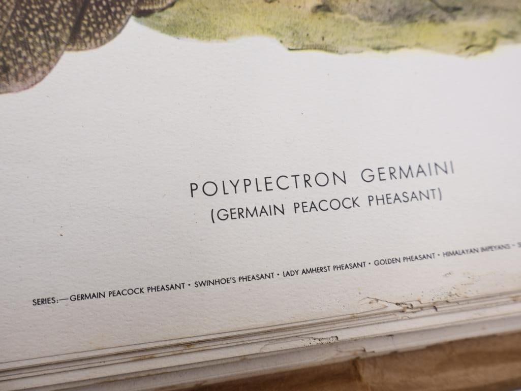 Large Stack of Vintage Lithogravure Prints of Germain's Peacock-Pheasant - 4