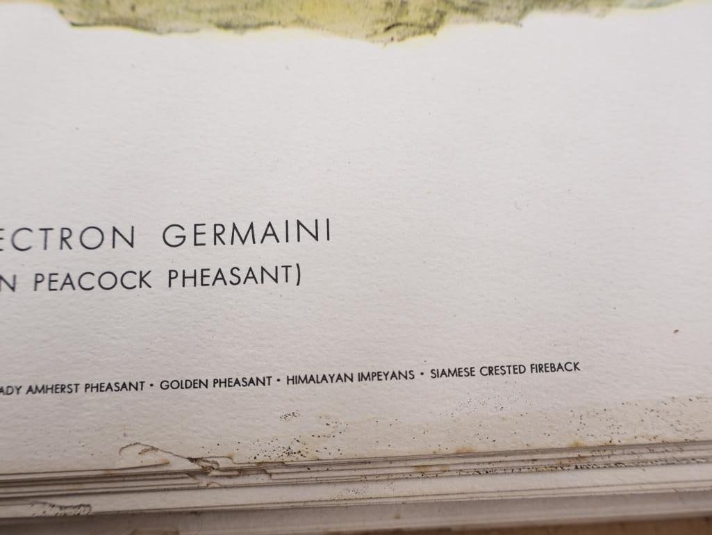 Large Stack of Vintage Lithogravure Prints of Germain's Peacock-Pheasant - 5