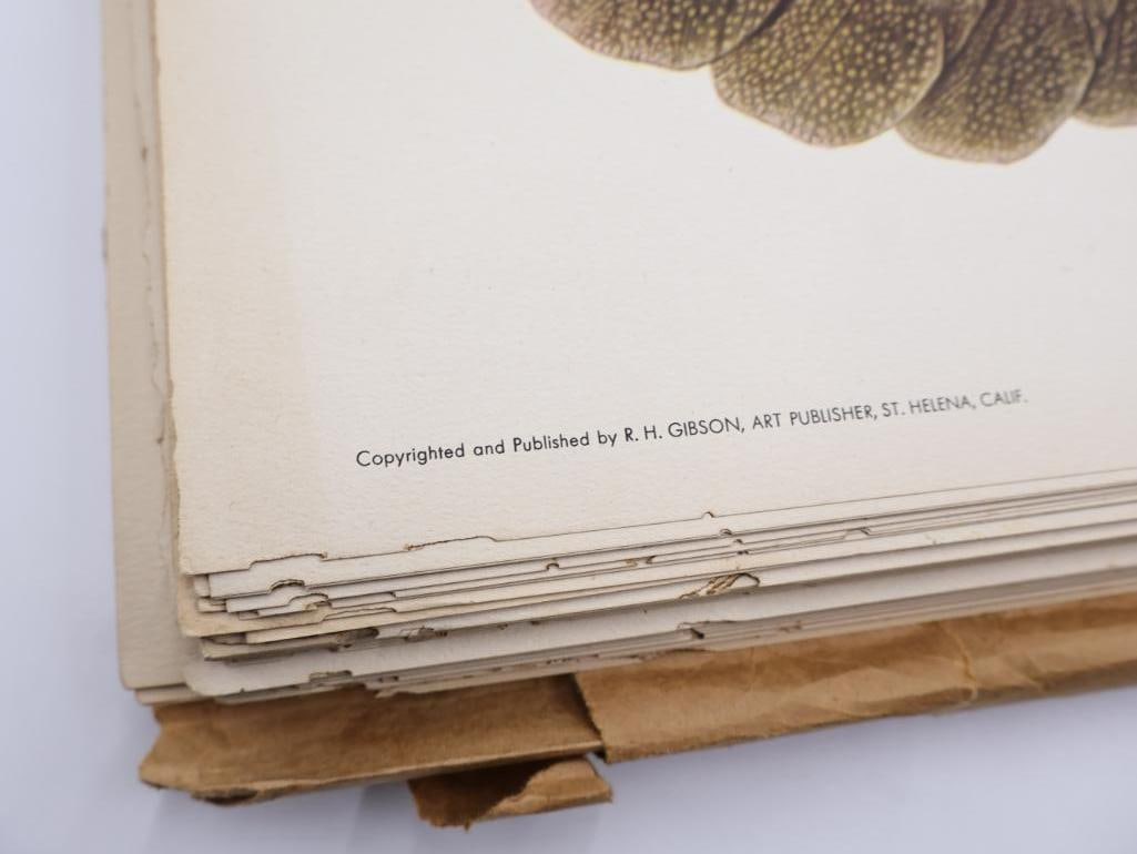 Large Stack of Vintage Lithogravure Prints of Germain's Peacock-Pheasant - 7