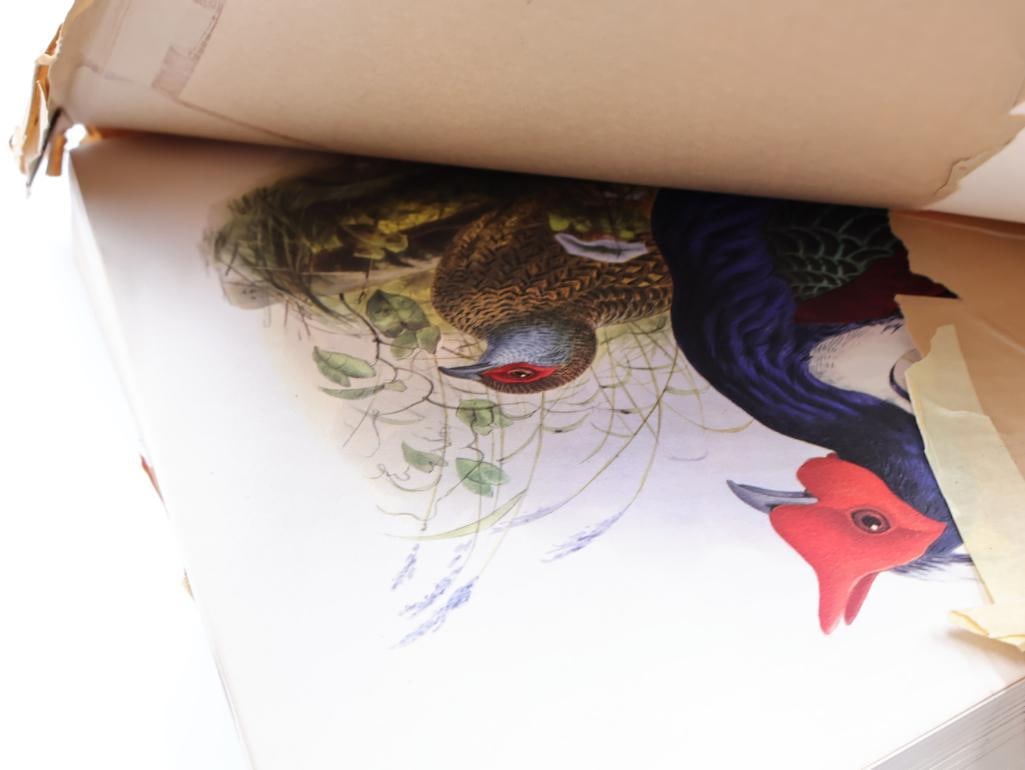 Large Stack of Vintage Lithogravure Prints of Swinhoe's Pheasant - 10