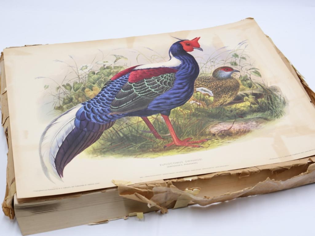 Large Stack of Vintage Lithogravure Prints of Swinhoe's Pheasant: The artwork, titled "Euplocomus Swinhoei" originally in 1870's A Monograph of the Phasianidae. Lithogravure by H.S. Crocker Company and these specific prints were published by R.H. Gibson, an art