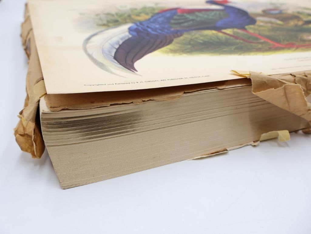 Large Stack of Vintage Lithogravure Prints of Swinhoe's Pheasant - 2