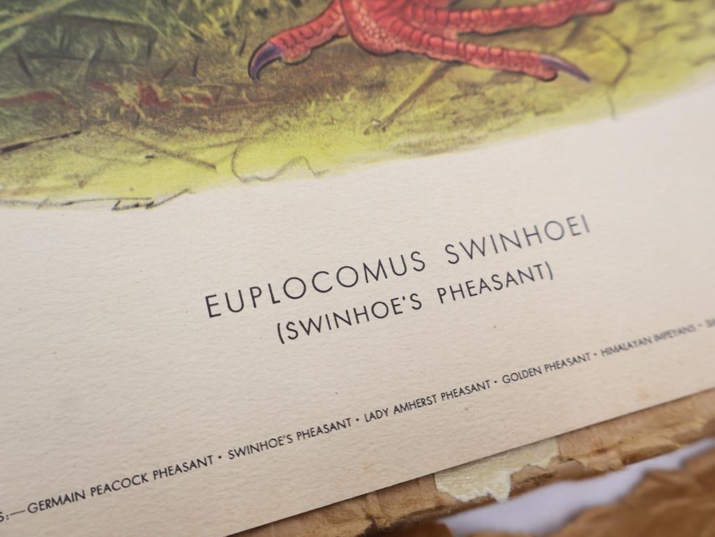 Large Stack of Vintage Lithogravure Prints of Swinhoe's Pheasant - 5