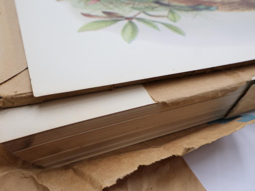 Large Stack of Vintage Lithogravure Prints of Himalayan Impeyans - 10