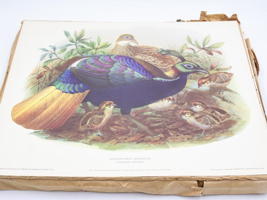 Large Stack of Vintage Lithogravure Prints of Himalayan Impeyans: The artwork, titled "Lophophorus Impeyanus" originally in 1870's A Monograph of the Phasianidae. Lithogravure by H.S. Crocker Company and these specific prints were published by R.H. Gibson, an art