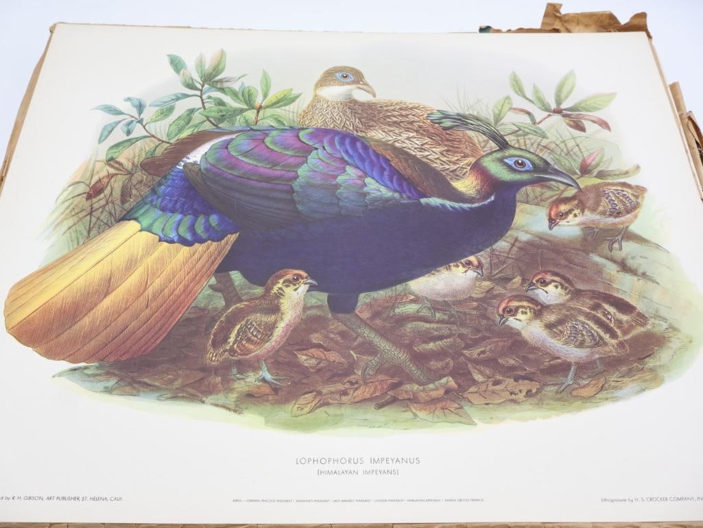 Large Stack of Vintage Lithogravure Prints of Himalayan Impeyans - 2