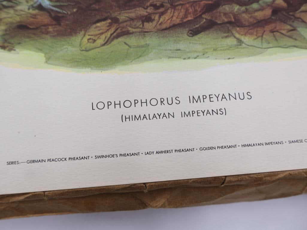 Large Stack of Vintage Lithogravure Prints of Himalayan Impeyans - 3