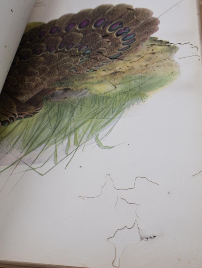 Large Stack of Vintage Lithogravure Prints of Germain's Peacock-Pheasant - 11
